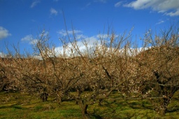観光マラニック（小田原七福神巡）