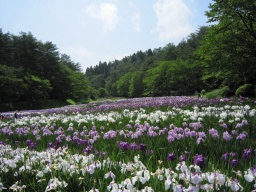初夏のにいがたを楽しむ