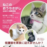 ねこのおうちさがし