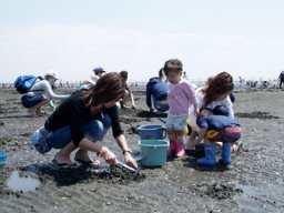 ふなばし三番瀬海浜公園潮干狩り開催中！