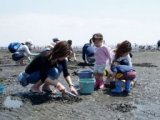 ふなばし三番瀬海浜公園潮干狩り開催中！
