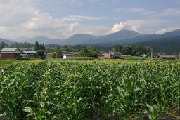 白山山ろくでとうもろこし三昧