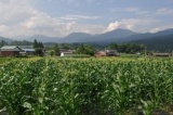 白山山ろくでとうもろこし三昧
