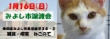 猫の譲渡会 - ライフボート中部