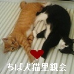 ちば犬猫里親会　船橋での譲渡会