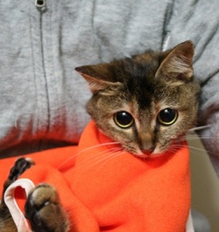 山猫庵オープンハウス