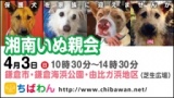 保護犬を家族に迎える譲渡会「ちばわん　湘南いぬ親会」