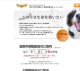 子犬・猫定期譲渡会
