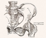 ◆美骨盤ヨガ◆～身体の基盤をメンテナンスして、体内の巡りを良くし心身に潤いを～