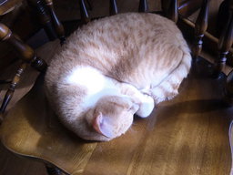 千葉県柏市・猫の譲渡会