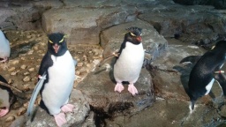 6/17　目からウロコの朝カツ＠四日市