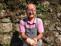 大豆の苗植えから行う南朝味噌作り