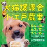犬猫譲渡会