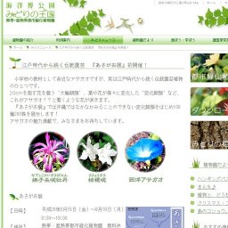 江戸時代から続く伝統園芸 『あさがお展』初開催！