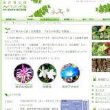 江戸時代から続く伝統園芸 『あさがお展』初開催！