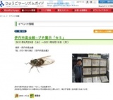 伊丹市昆虫館−プチ展示「セミ」