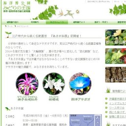 江戸時代から続く伝統園芸 『あさがお展』初開催！