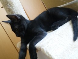 猫の譲渡会（千葉県柏市）