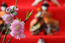 日本を嗜む、ひな祭りパーティをきもの時間 結が横浜で開催