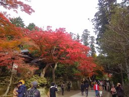 鎌倉お散歩会～鎌倉路地の紅葉を探しに～ 6名限定・参加費無料