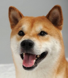 縁起動物と触れ合って運気ＵＰ！ | ハウスクエア横浜