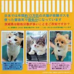 犬猫譲渡会及び啓発イベント