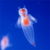 覗いてみよう小さな海を 〜わくわく水族館〜