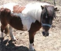 ふれあいどうぶつえん