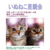 ねこちゃんの里親会