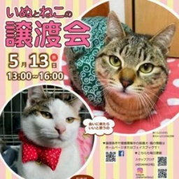 いぬとねこの譲渡会