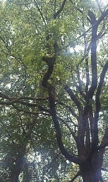 ヒロシマ・風（プネウマ）・ミニストリー