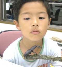 夏休み、明日香村でカブトムシとり  定員のため、このイベントの募集は終了致しました。