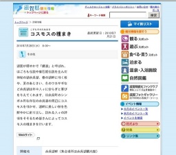 コスモスの種まき