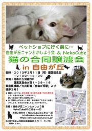 猫の譲渡会