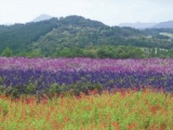 メナード青山リゾート セージフェスタ メナード青山リゾートのイベント情報 - 観光三重