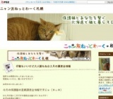 保護猫・夜の譲渡会