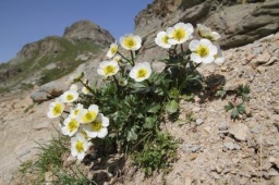 【静岡】ヨーロッパと世界の花々を語る＆世界のフラワーハイキング