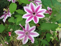 クレマチス特集