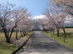 アスペクタ桜まつり