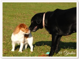 アニマルコミュニケーション&アニマルヒーリング ワークショップ