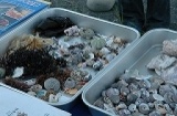 海辺の自然教室「九十九里海岸の生物調査と自然観察会」