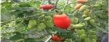 山梨のとれたて野菜を堪能！学びと癒しの日帰り旅