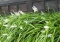 ８月の花 「熨斗蘭（のしらん）」と「珊瑚樹（さんごじゅ）」 