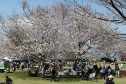 さくらフェスタ‘17　in 大房岬