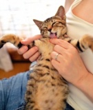 9月3日(日) 猫の譲渡会 みなと猫の会 ※子猫からオトナ猫まで！
