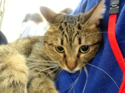 11月19日(日)猫の譲渡会 みなと猫の会主催※子猫から成猫まで大集合！
