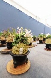 富貴蘭他初夏の展示会