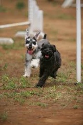涼しい室内で発散！お家の中での愛犬との遊び方セミナー | ハウスクエア横浜