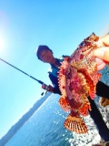 ロックフィッシュを狙え!!　穴釣り