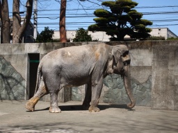 ★動物園がもっと好きになる♪目からウロコの見学ツアー★in井の頭
